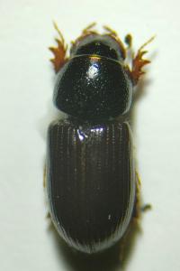 <i>Nialus varians</i>