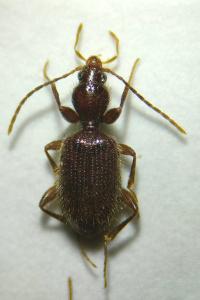 <i>Apotomus rufus</i>