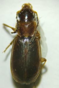 <i>Acupalpus dubius</i>