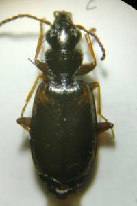 <i>Syntomus obscuroguttatus</i>