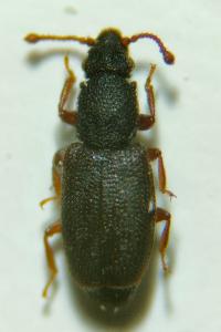 <i>Monotoma picipes</i>