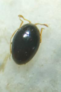 <i>Ephistemus reitteri</i>