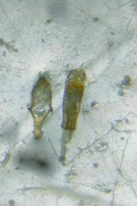 <i>Ephistemus reitteri</i>