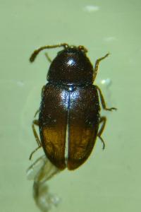 <i>Atomaria fuscata</i>