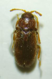 <i>Corticaria elongata</i>
