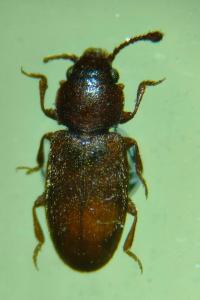 <i>Ahasverus advena</i>