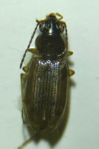 <i>Bembidion lunulatum</i>