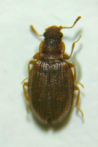 <i>Enicmus histrio</i>
