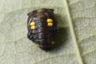 <i>Halyzia sedecimguttata</i>
