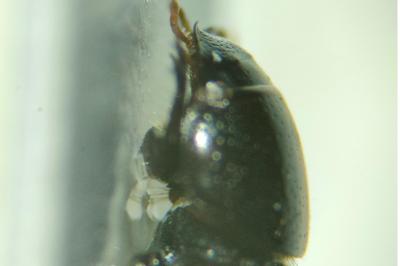 <i>Nialus varians</i>