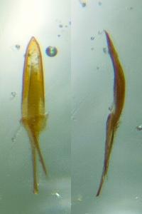 <i>Enicmus histrio</i>