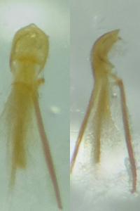 <i>Corticaria elongata</i>