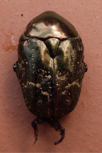 <i>Potosia cuprea</i>