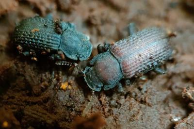 <i>Bolitophagus reticulatus</i>