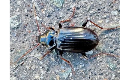 <i>Nebria</i>