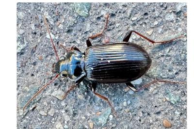<i>Nebria</i>
