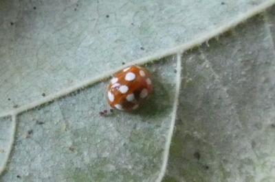 <i>Vibidia duodecimguttata</i>