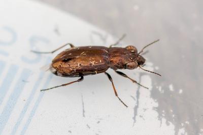 <i>Notiophilus quadripunctatus</i>