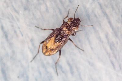 <i>Notiophilus quadripunctatus</i>