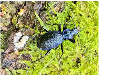<i>Carabus intricatus</i>
