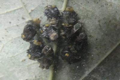 <i>Halyzia sedecimguttata</i>