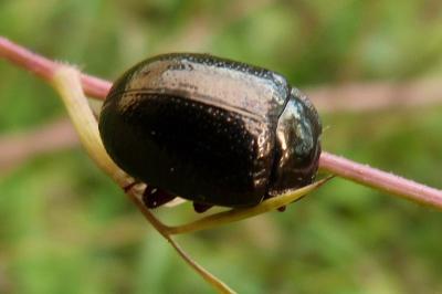 <i>Chrysolina bankii</i>