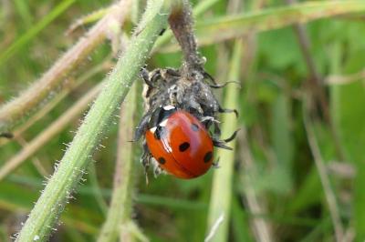 <i>Coccinella septempunctata</i>