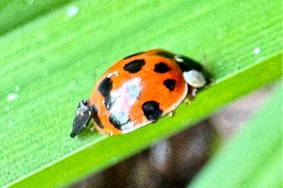 <i>Harmonia axyridis</i>