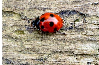 <i>Coccinella septempunctata</i>