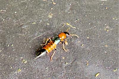 <i>Paederus littoralis</i>