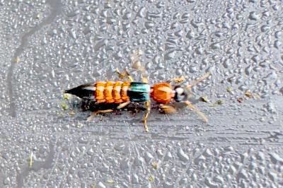 <i>Paederus littoralis</i>
