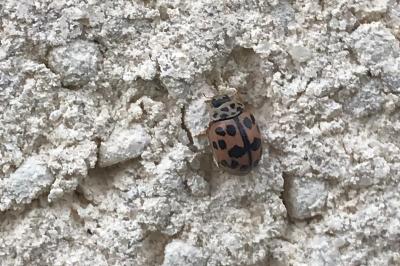 <i>Oenopia conglobata</i>