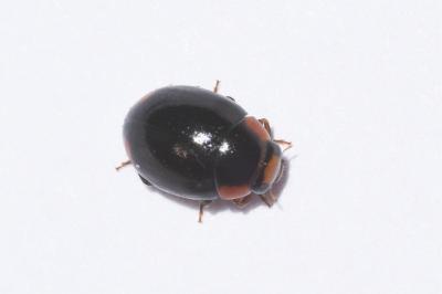 <i>Hyperaspis</i>