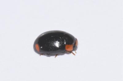 <i>Hyperaspis</i>
