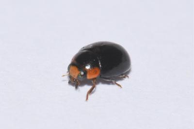 <i>Hyperaspis</i>
