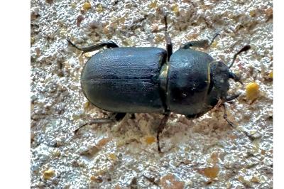 <i>Dorcus parallelipipedus</i>