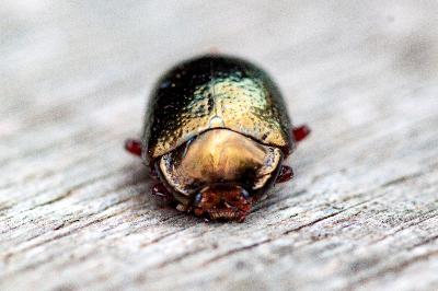 <i>Chrysolina bankii</i>