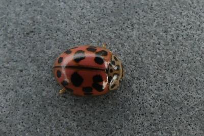 <i>Oenopia conglobata</i>