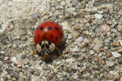 <i>Harmonia axyridis</i>