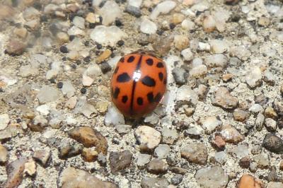 <i>Oenopia conglobata</i>