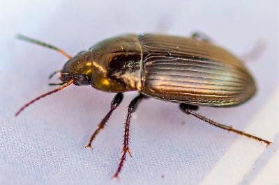 <i>Amara</i>
