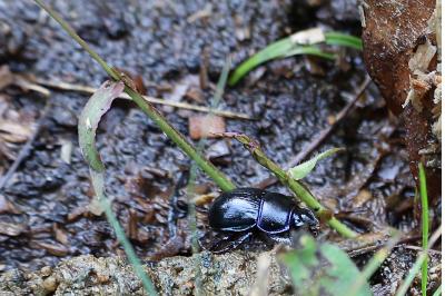 <i>Anoplotrupes stercorosus</i>
