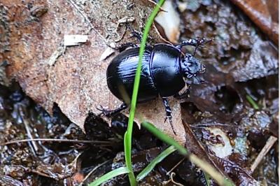 <i>Anoplotrupes stercorosus</i>
