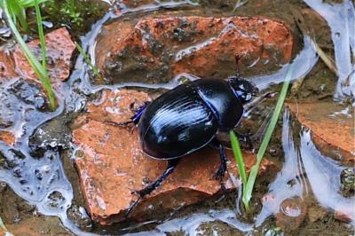 <i>Anoplotrupes stercorosus</i>