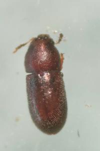 <i>Cis quadridentulus</i>