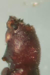 <i>Cis quadridentulus</i>