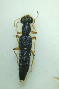 <i>Stenus impressus</i>