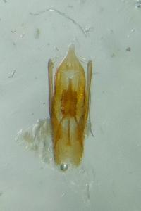 <i>Stenus impressus</i>