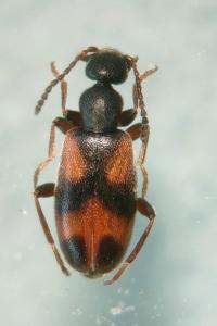 <i>Anthicus antherinus</i>