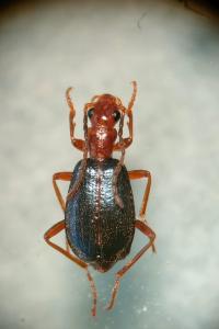 <i>Brachinus explodens</i>